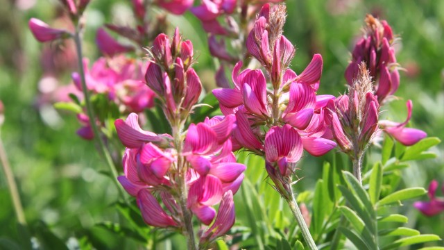 معرفی و راهنمای پرورش گیاهان زینتی فضای باز - اسپرس